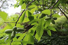 Thumbnail: Pawpaw Tree (Asimina Triloba)