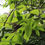 Thumbnail: Pawpaw Tree (Asimina Triloba)