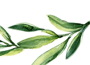 Leaf Cut.png
