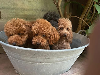 poodles.jpg