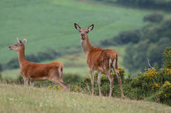 For dogs 3 luxury cottage all breeds welcome