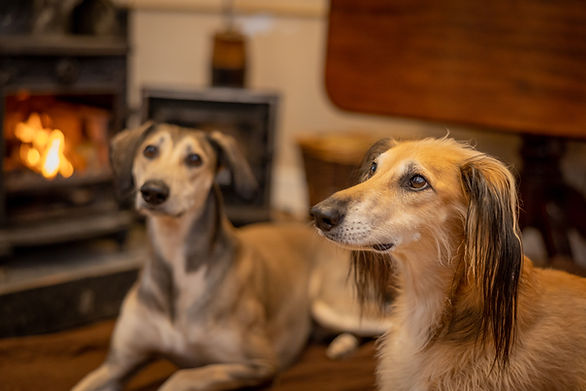 2024_01-17 Central Bark Archie & Karma + Greenway Saluki dog shoot Full Resolution - IMPAC