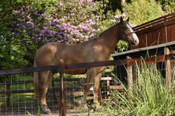 Celebrate an anniversary at one of our luxury country cottages in Somerset which are dog friendly.