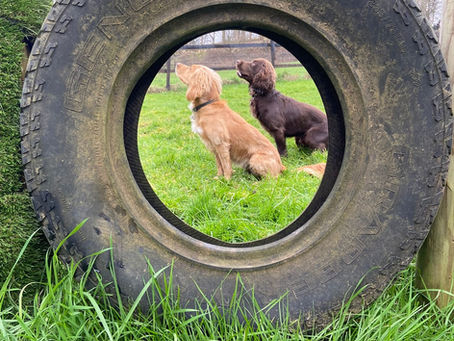 How to Holiday with a Reactive Dog (Without the Stress)