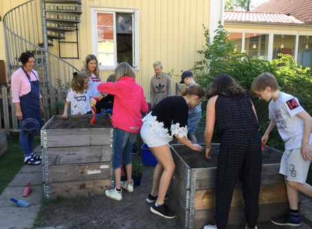 Vi planterar jordgubbar,kryddväxter och sår grönsaker i vår skolträdgård