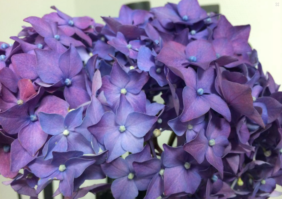 Hortensia