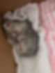 Baby Gracie_edited.jpg