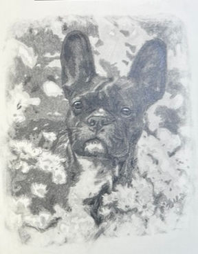 portrait of a French bulldog