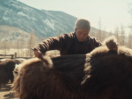La laine de Yack : une filière équitable