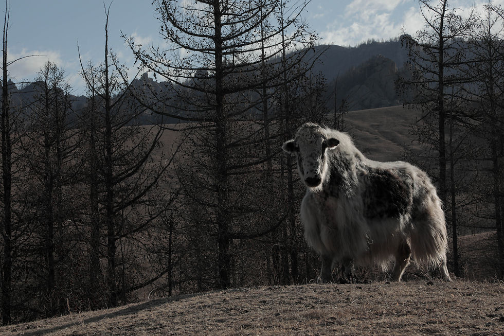 Vue rapprochée d’une laine de yak naturelle tissée à la main