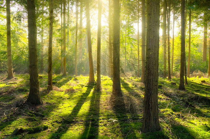 nature_background_3.jpeg