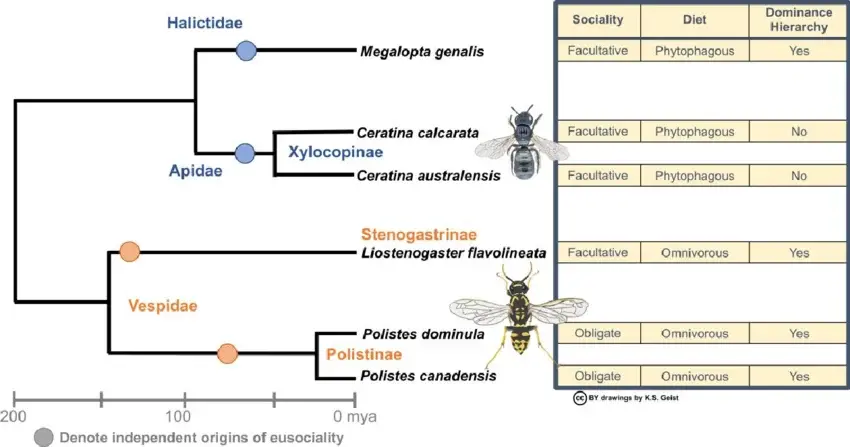 Phylogenetic relationships showing independent evolutionary origins of eusociality (circles) across selected bee and wasp lineages, with associated variation in social organisation and ecological traits
