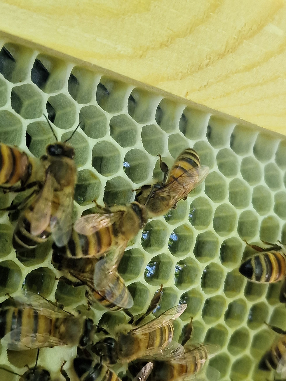 Freshly drawn honeycomb, still pale, clean and almost untouched by life inside the hive.
