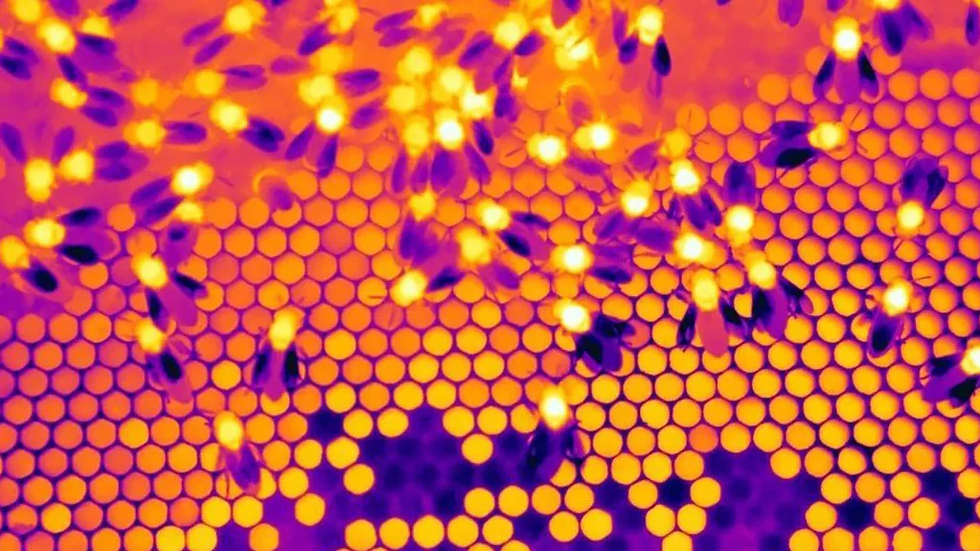 Thermal imaging reveals the heat signature of an active honeybee colony, with warmth concentrated around the brood cluster where bees collectively regulate temperature. Image source: Thermal Imaging for Beehive Detection: Seeing the Hidden Buzz, Cape Thermal (2025).