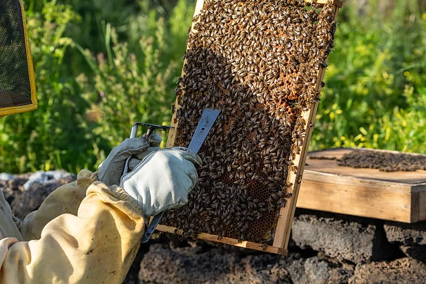 A beekeeper inspecting a Langstroth hive frame during a routine colony examination.