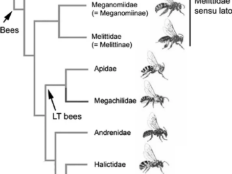 Phylogeny of bees based on molecular and morphological data 