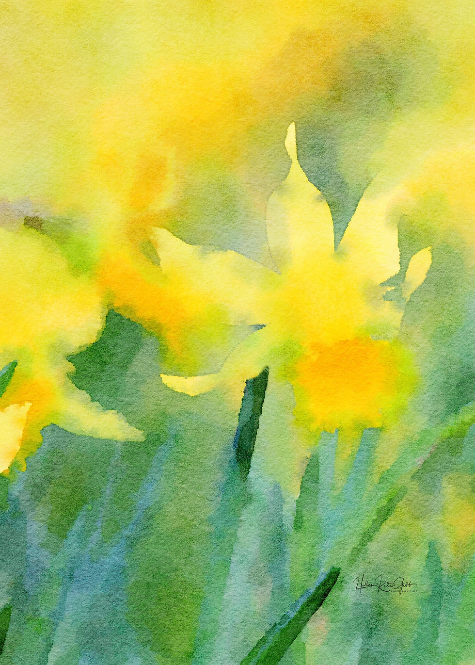 Daffodil Sun