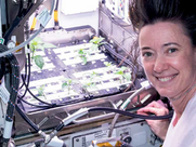 Propagating Chili Peppers on the ISS