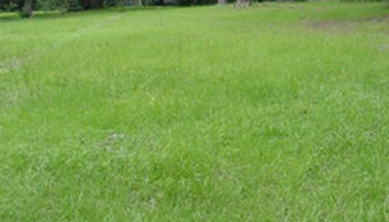 A healthy field of bahiagrass