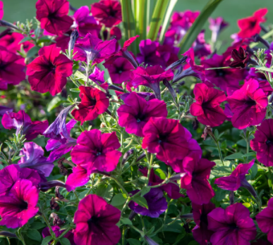 Petunias growing in a Florida garden