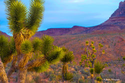Joshua Tree 2-Edit