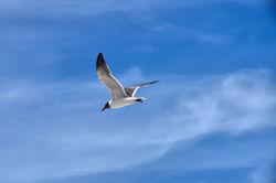 Flight
