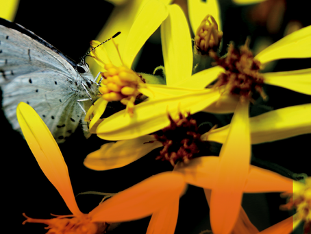 Primavera e allergie