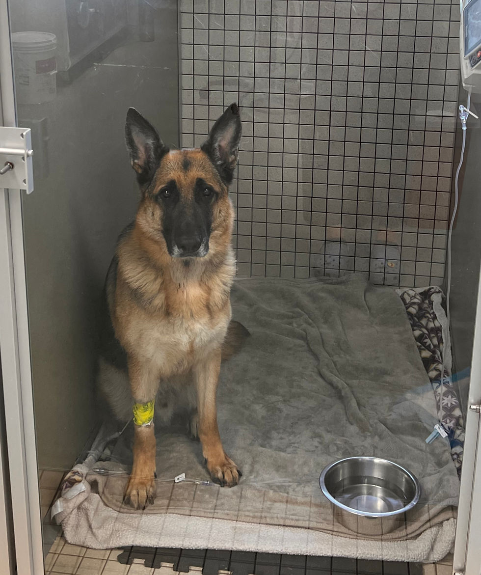 Thomas in the ICU following his Heat Stress incident