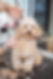 Pets Ahoy Just a Trim Image.jpg