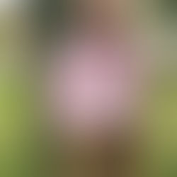 Physical Therapist Alan celebrating 60 years