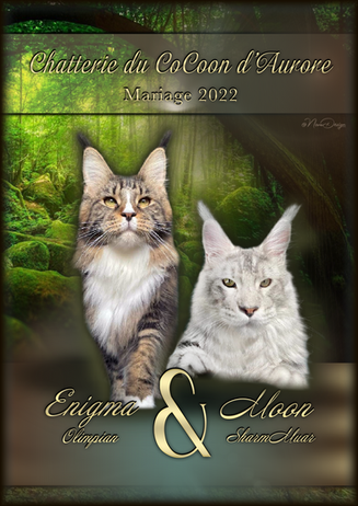 Moon & Enigma.png