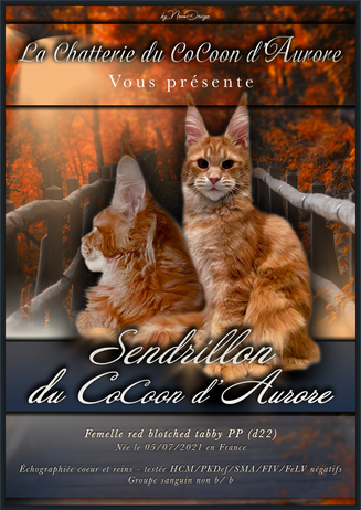 Fiche Sendrillon.png