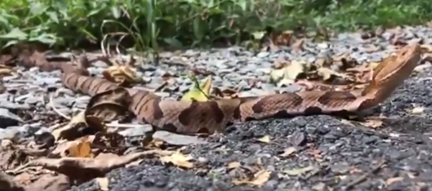 lots of snakes on trail