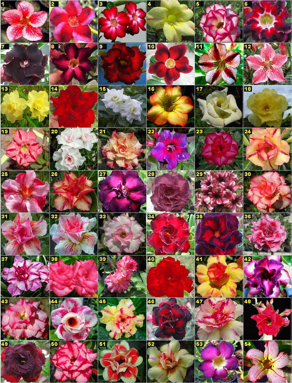 Our Adenium Plants #1