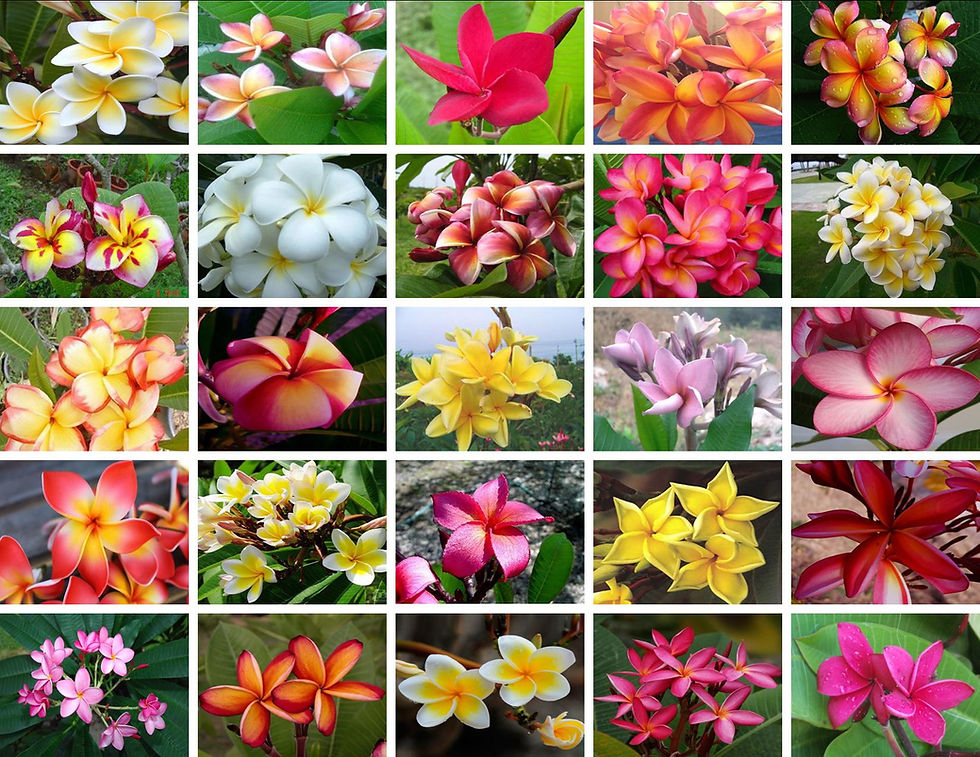 Plumeria-mixpics