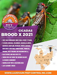 Brood-X-2021.jpg