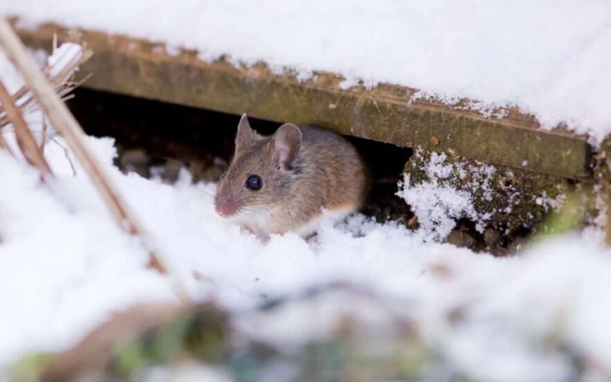 Do Pests Die Off in the Winter? Common Winter Pest Myths