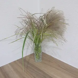 10月1日時点での当院の花