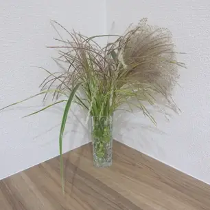 10月1日時点での当院の花