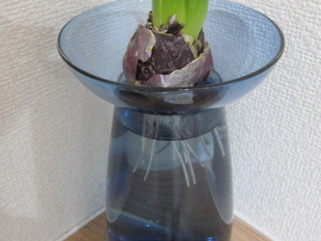 ヒヤシンス通信Ver2