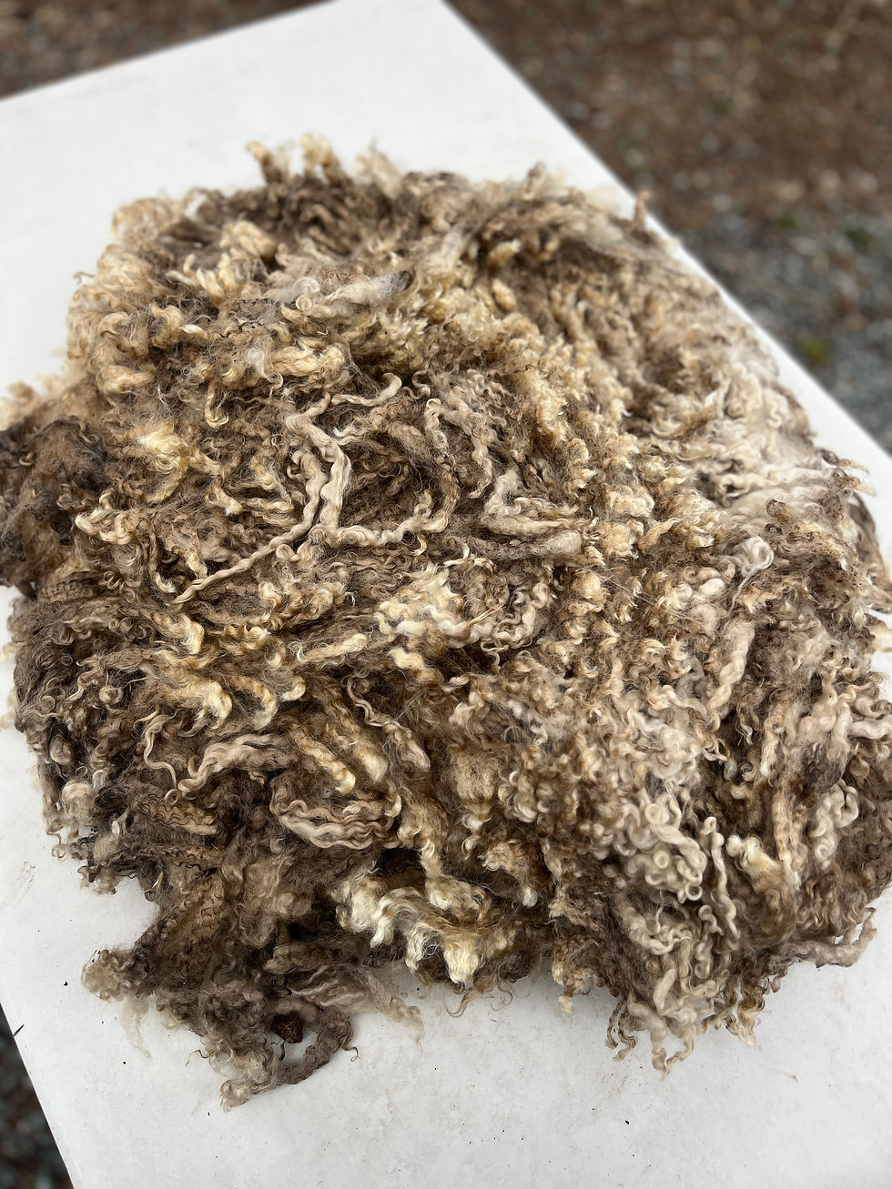 Thumbnail: Petunia #757 - 4 lbs of Teeswater Raw Fleece Natural White Wool Fiber
