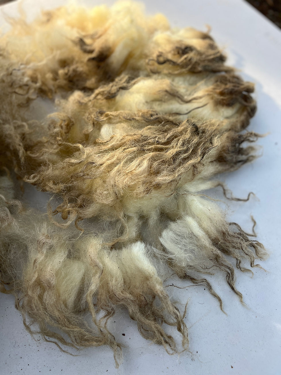 #819 – 3lb White Valais Blacknose Raw Fleece Wool for Spinning & Fiber Crafts