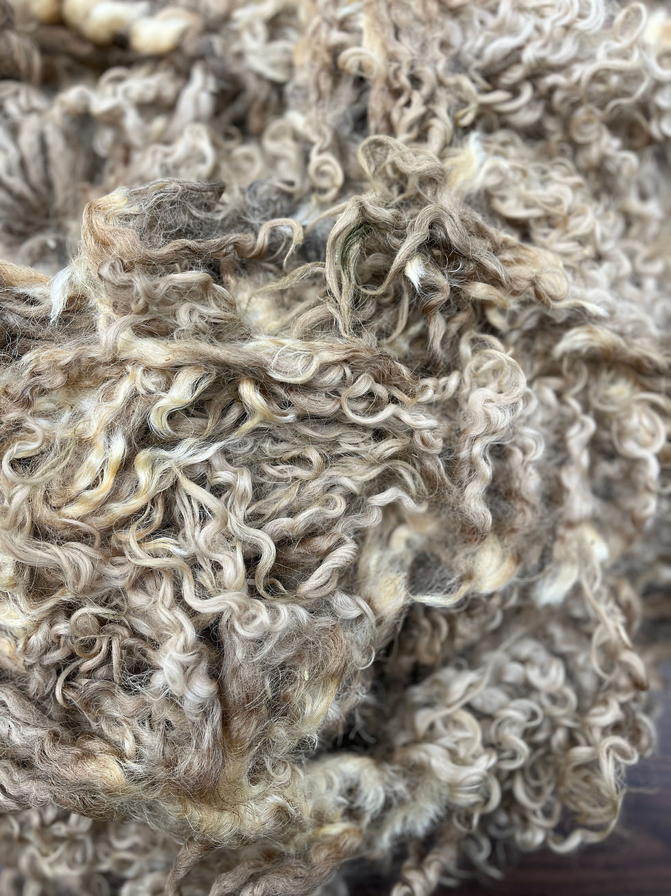 Pebble #942 - 5lb F1 Valais White Wool Raw Fleece for Spinning & Fiber Crafts