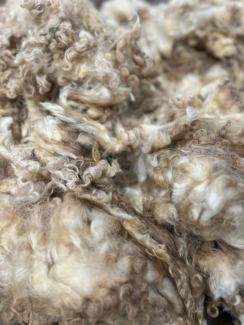 Thumbnail: Hazel #830 - 5lb F1 Valais White Wool Raw Fleece for Fiber Crafts Sheared 3/13/2