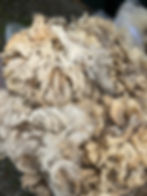 Thumbnail: Jewels - 8lb White F1 Valais Raw Fleece Wool for Spinning & Fiber Crafts