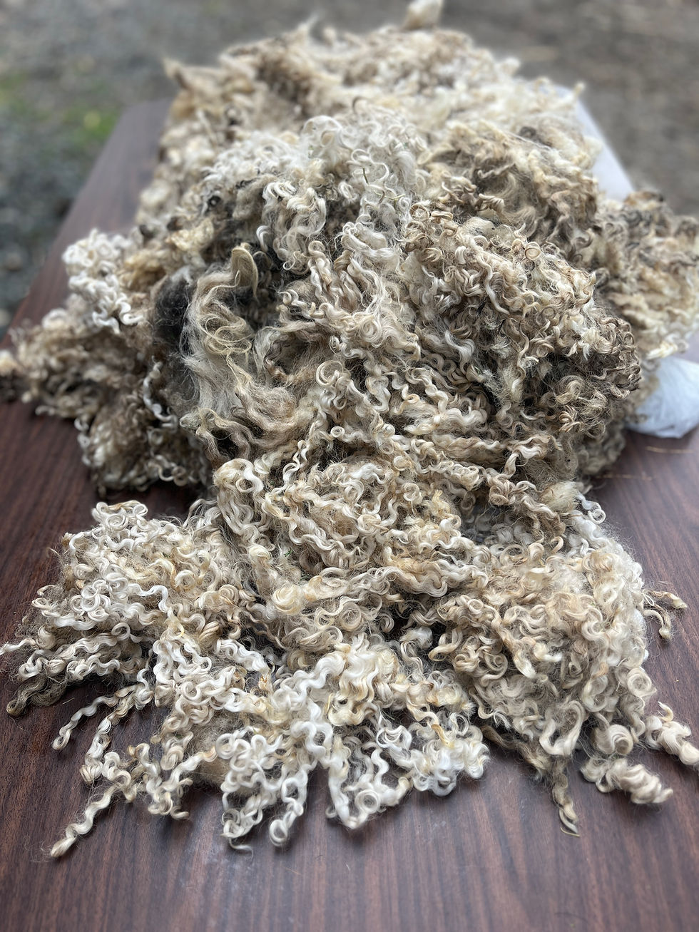 Gizelle #985 - 4.5lb F1 Valais White Wool Raw Fleece for Spinning & Fiber Crafts