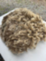 Quincey #909 - 8 lbs of Wensleydale Raw Fleece White Wool Fiber