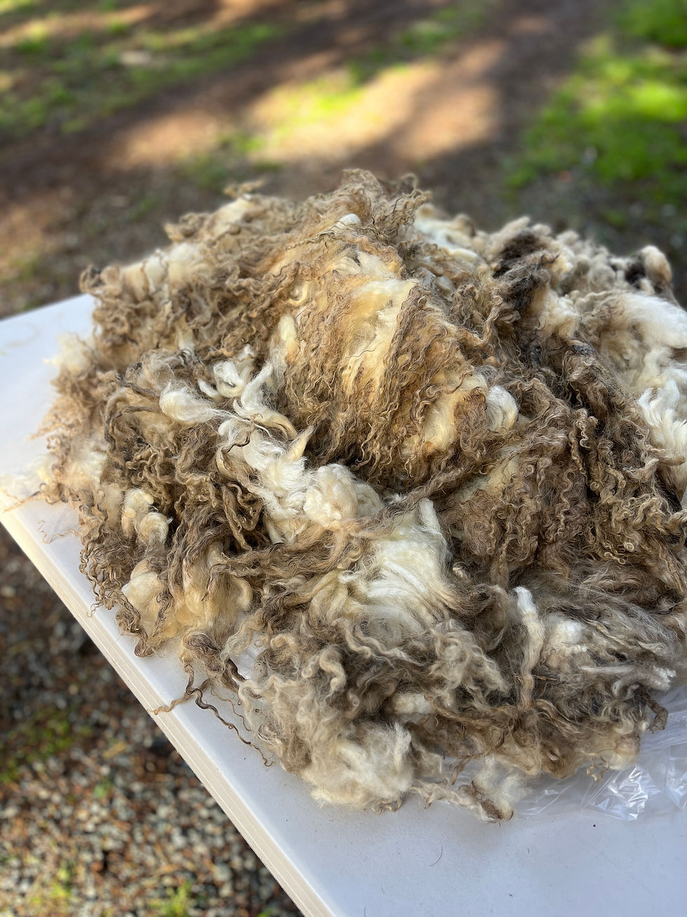 Snow White #1007 – 5lb White F2 Valais/Teeswater Raw Fleece Wool for Fiber Craft