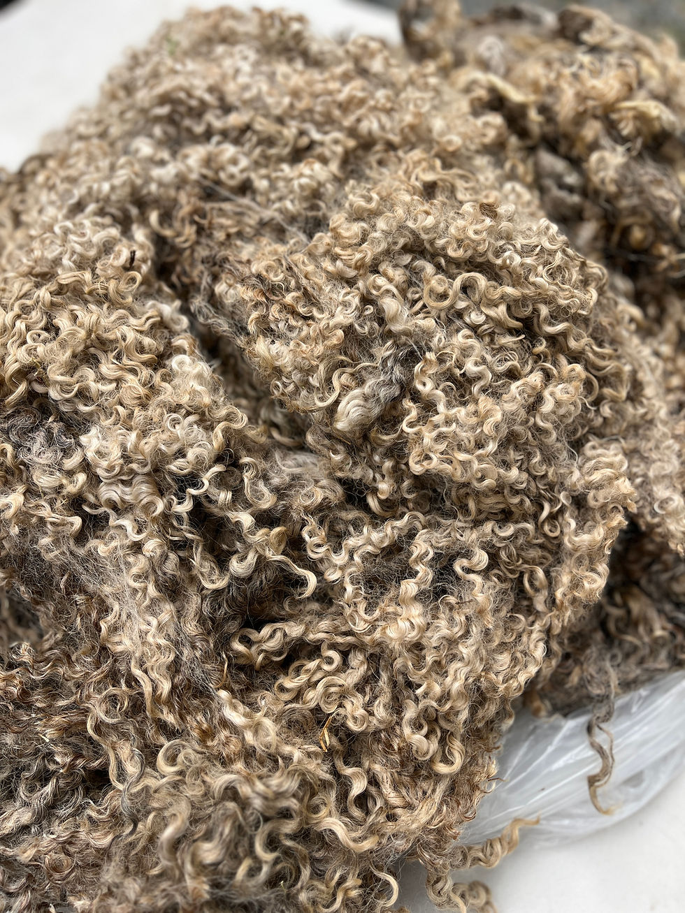 Thumbnail: #947 - 6 lbs of Wensleydale Raw Fleece Natural White