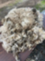 Thumbnail: Libby #982 - 5lb F1 Valais White Wool Raw Fleece for Spinning & Fiber Crafts